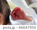 新生児 66647950