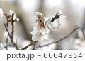 結婚 66647954