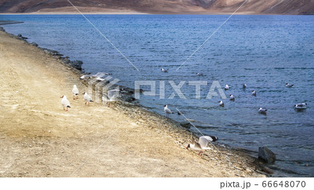インド・ラダック地方 パンゴンツォ / Pangong Tso, Ladakh, India インド・ラダック地方 パンゴンツォ / Pangong Tso, Ladakh, India 66648070