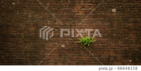 Vintage brick wall overgrown by plants. Brown wall with green plants growing in cracks between bricks of brickwork. Grunge texture or background 66648158
