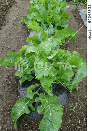 家庭菜園のホースラディッシュの葉（ワサビ大根） 66648351