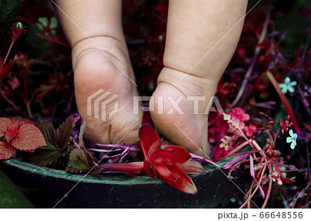 植木鉢に乗って背伸びする赤ちゃんの裸足と足の裏と赤い植物の写真素材