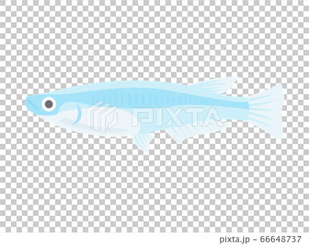 メダカのイラストのイラスト素材