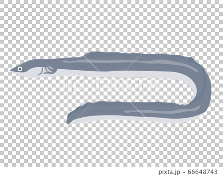 鰻魚的插圖 鰻魚的插圖 66648743