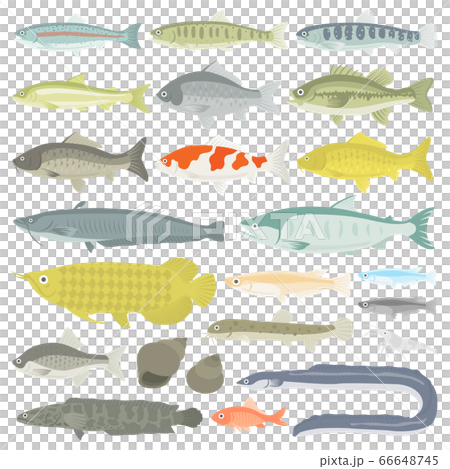 插圖集的淡水魚 插圖集的淡水魚 66648745