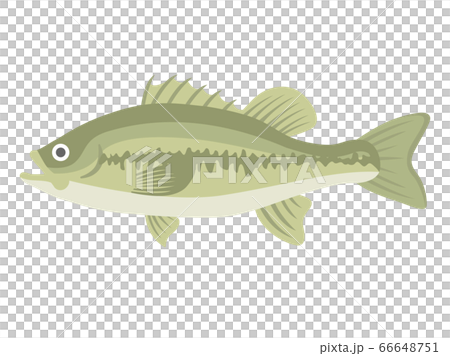 ブラックバスのイラスト ブラックバスのイラスト 66648751