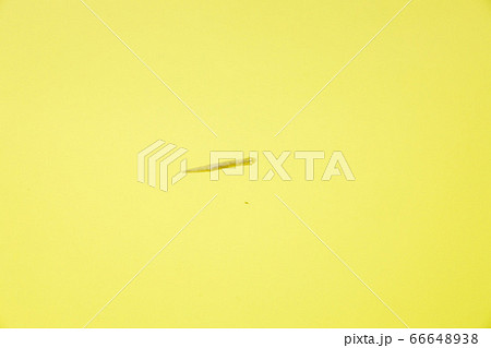 プラナリア-6-不思議生命体、淡水生物、全長10mm前後 プラナリア-6-不思議生命体、淡水生物、全長10mm前後 66648938