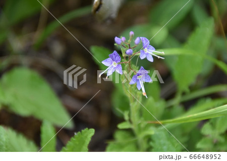 バンダイクワガタ 66648952