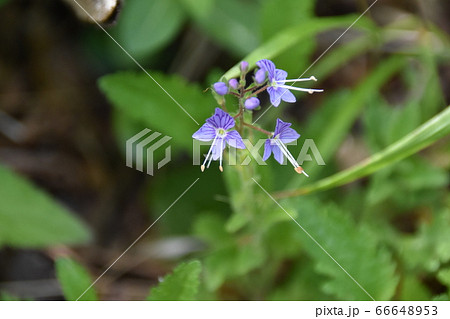 バンダイクワガタ 66648953