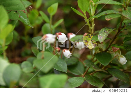 アカモノ 66649231