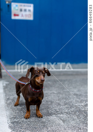 ダックスフンド　スムース 66649283