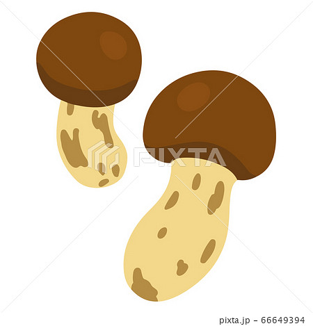 二つの松茸のイラスト 主線なしのイラスト素材