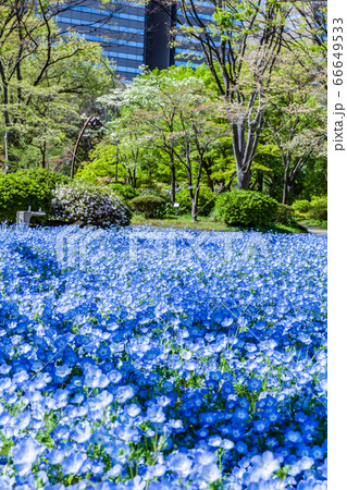 ネモフィラ咲く春の日比谷公園 東京 ネモフィラ咲く春の日比谷公園 東京 66649533