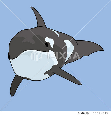 シャチ1 66649619