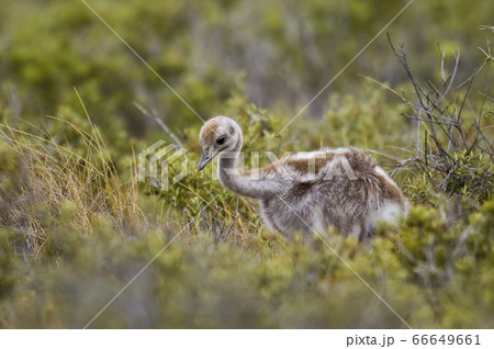 Greater rhea.La Pampa .Argentina 66649661