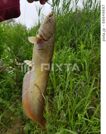 ナマズ 淡水魚 緑 66649697