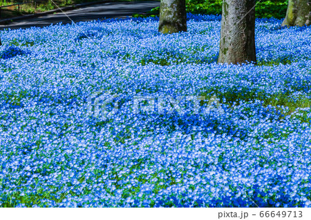 ネモフィラ咲く春の日比谷公園 東京 ネモフィラ咲く春の日比谷公園 東京 66649713