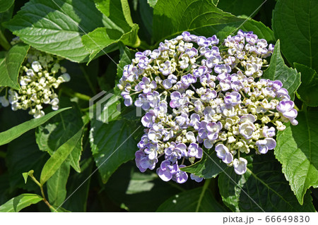 ウズアジサイ(渦紫陽花) ウズアジサイ(渦紫陽花) 66649830