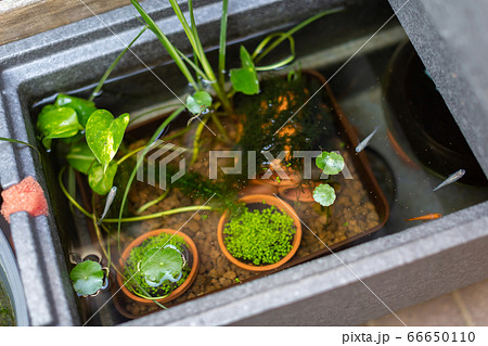 ビオトープ メダカ水槽の写真素材