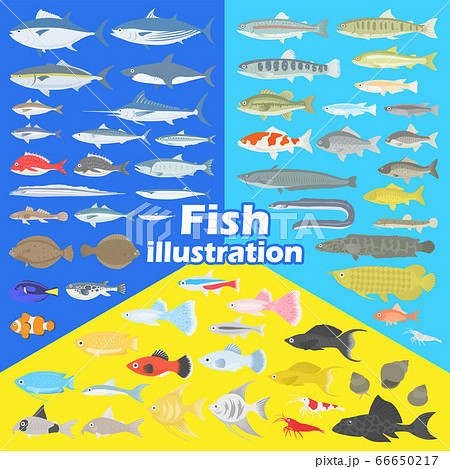 魚のイラストセット 66650217