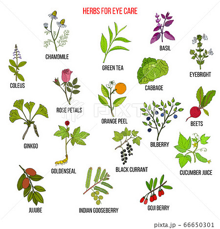 Best medicinal herbs for eyes care 66650301