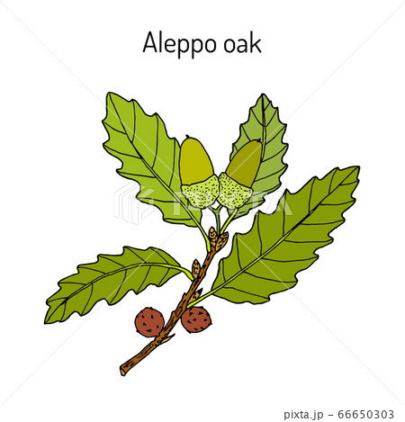 Aleppo oak Quercus infectoria , medicinal plant Aleppo oak Quercus infectoria , medicinal plant 66650303