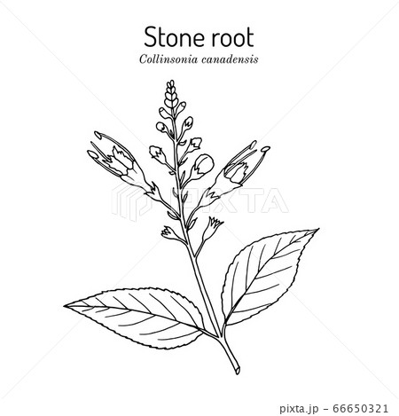 Stone root collinsonia canadensis , or Knob Grass, Hardhack, Heal-all, Rich Weed, medicinal plant 66650321