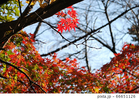 箱根・湯坂路の紅葉 箱根・湯坂路の紅葉 66651126