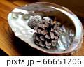 アワビ 松ぼっくり 物事 66651206