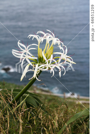 愛媛県　夏　愛南町　高茂岬 66651209