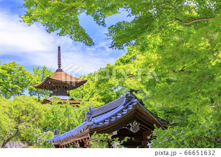 善峯寺　新緑と満開の紫陽花 66651632