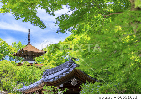 善峯寺 新緑と満開の紫陽花 善峯寺 新緑と満開の紫陽花 66651633