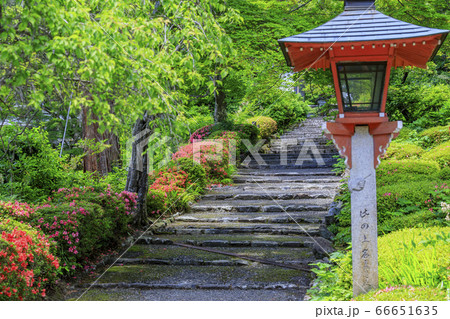 善峯寺　新緑と満開の紫陽花 66651635