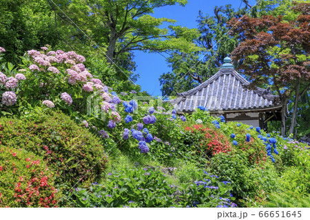 善峯寺　新緑と満開の紫陽花 66651645