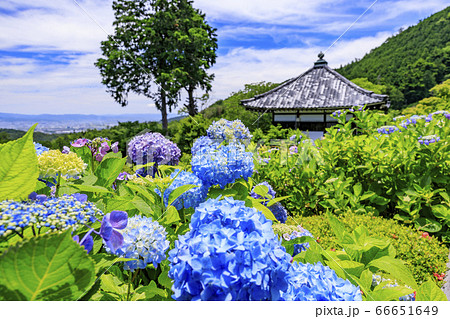 善峯寺　新緑と満開の紫陽花 66651649