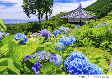 善峯寺　新緑と満開の紫陽花 66651650