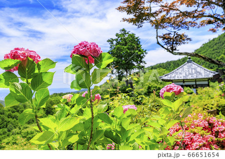 善峯寺　新緑と満開の紫陽花 66651654