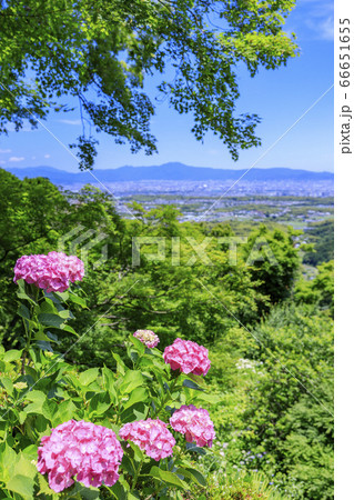 善峯寺　新緑と満開の紫陽花 66651655