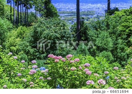 善峯寺 新緑と満開の紫陽花の写真素材