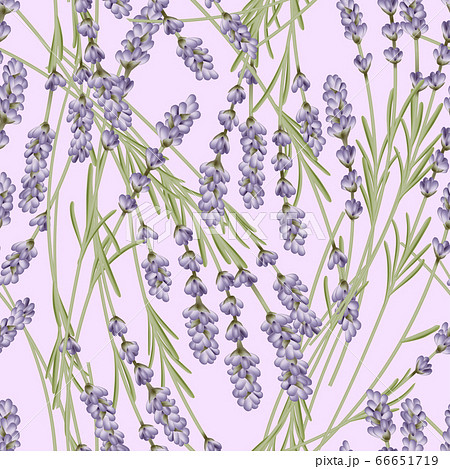 Vector French Lavender Seamless Pattern In のイラスト素材