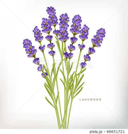 Vector Realistic Violet French Lavender のイラスト素材