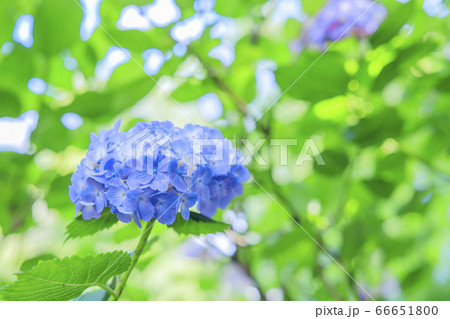 善峯寺 新緑と満開の紫陽花の写真素材