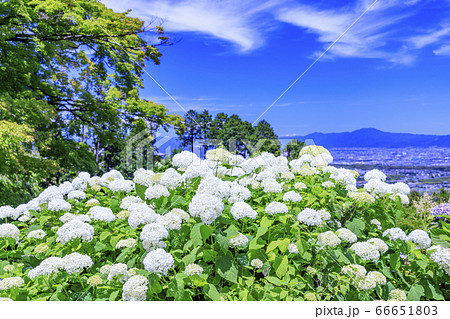 善峯寺　新緑と満開の紫陽花 66651803