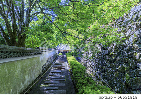 善峯寺　新緑と満開の紫陽花 66651818