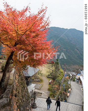 和歌山の熊野那智大社の参道の紅葉 和歌山の熊野那智大社の参道の紅葉 66651994