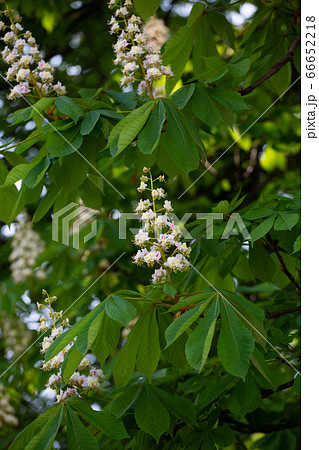 Blossoming chestnut tree. White flower candles among fresh green foliage. Green Floral background 66652218