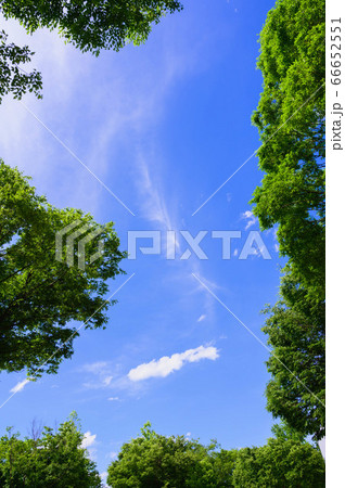 ユリノキと青空 三郷文化公園 ユリノキと青空 三郷文化公園 66652551