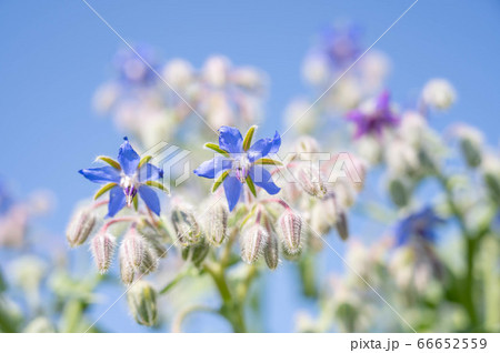 ボリジの花の写真素材