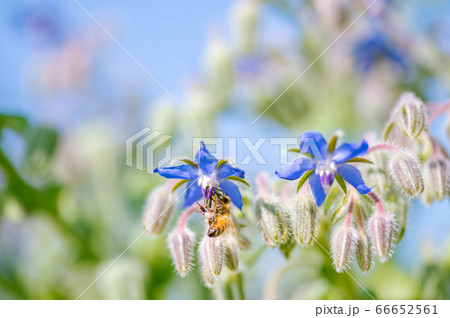 ボリジの花と蜜を吸うミツバチ 66652561