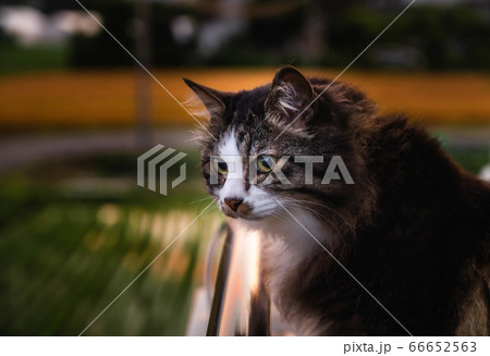 ベランダから外を見る猫の写真素材